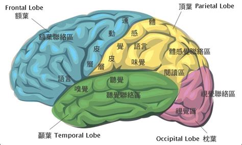 大腦簾 东方属木